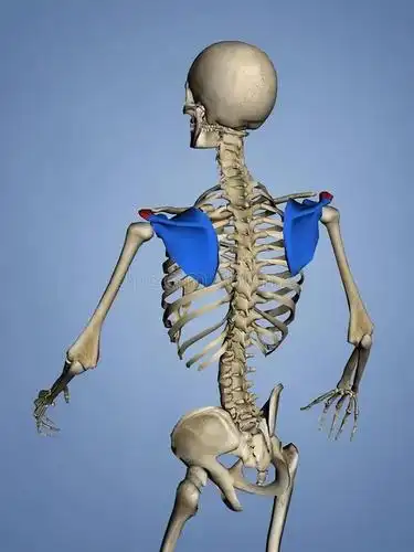 起来的话(不论是内侧翘还是下角翘)都属于紊乱表现,我们叫做翼状肩胛