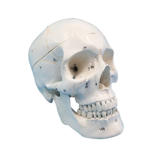 1比1自然大骨缝线头骨模型 有数字标识 头颅骨模型医学人体头颅骨
