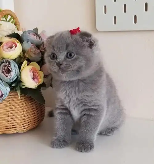 纽约现猫苏格兰折耳猫猫