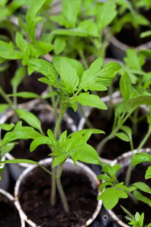 年轻的番茄植株中塑料花盆