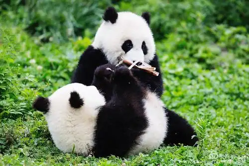 写美篇  再一次近距离拍摄和观赏国宝大熊猫,因为我早已被它们呆萌的