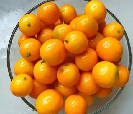 小金桔多少钱一斤
