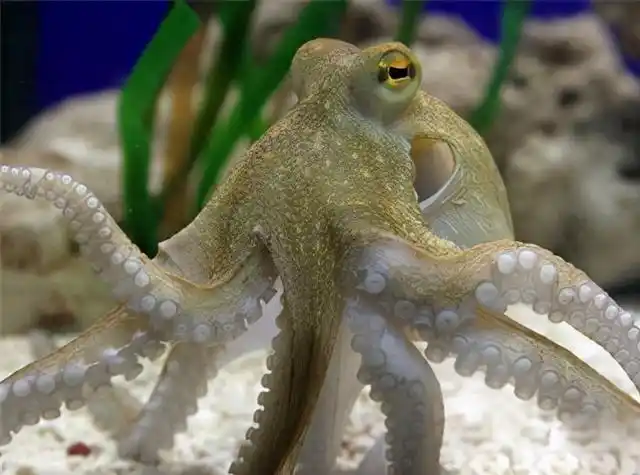 日本发现变异巨型章鱼(韩国渔民发现32条)(3)