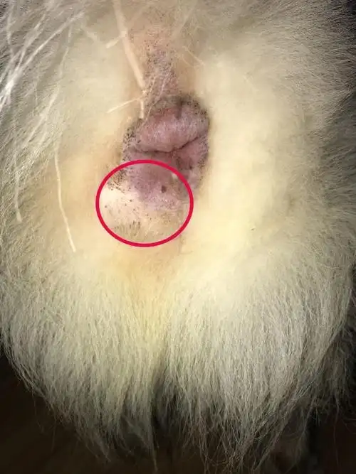 捡一条2岁萨摩耶,出去给它洗澡时发现屁股左侧下面有个鼓包,摸上去软