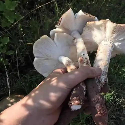 现货四川新鲜野生鸡枞菌鸡山菌斗鸡菇鸡肉菌500g顺丰500g500g