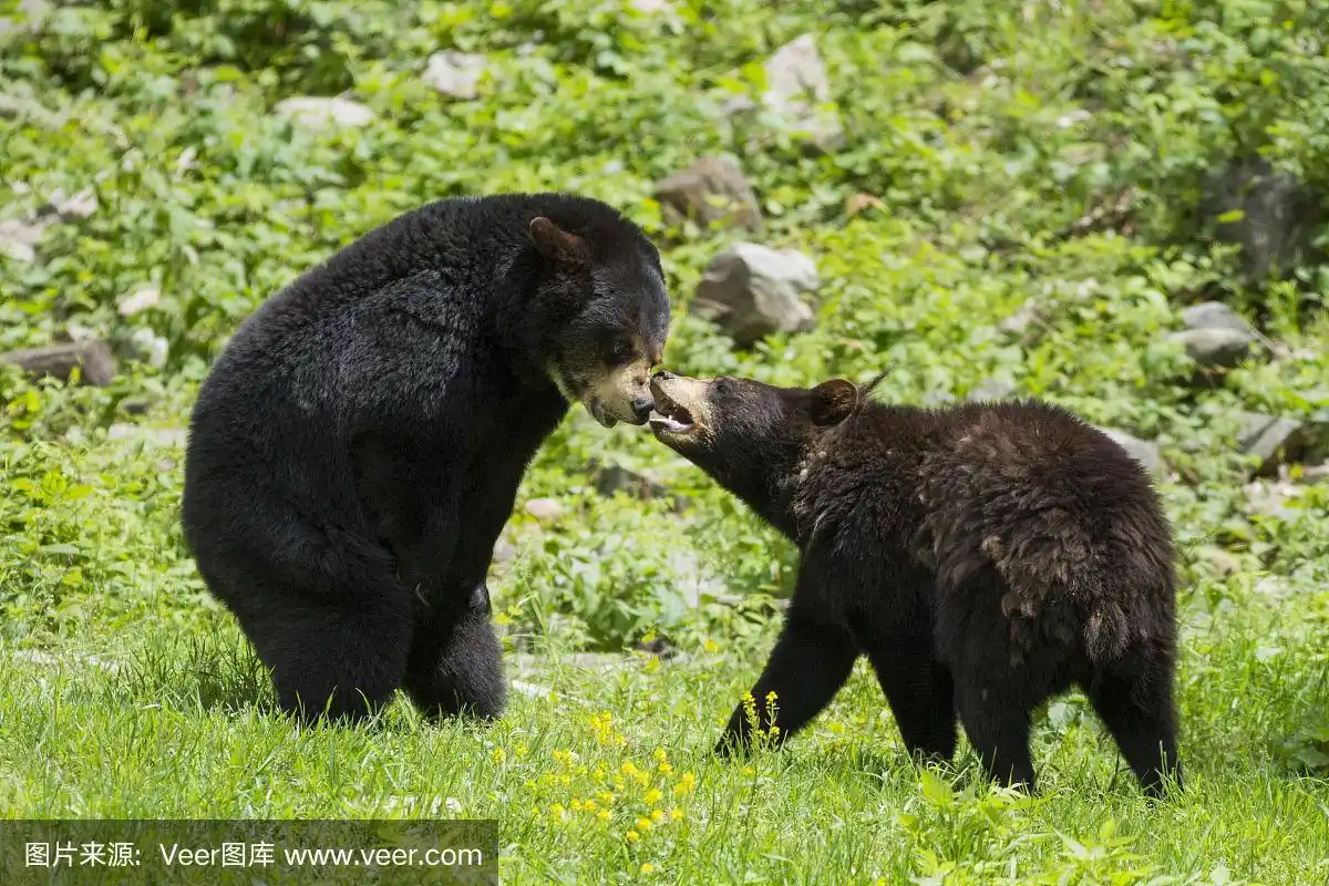 美洲黑熊,公园,水平画幅,巨大的,野外动物