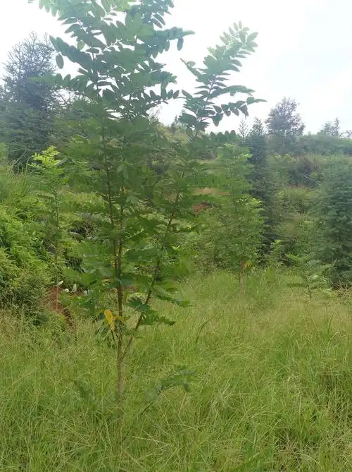 泓森槐——速生硬材树