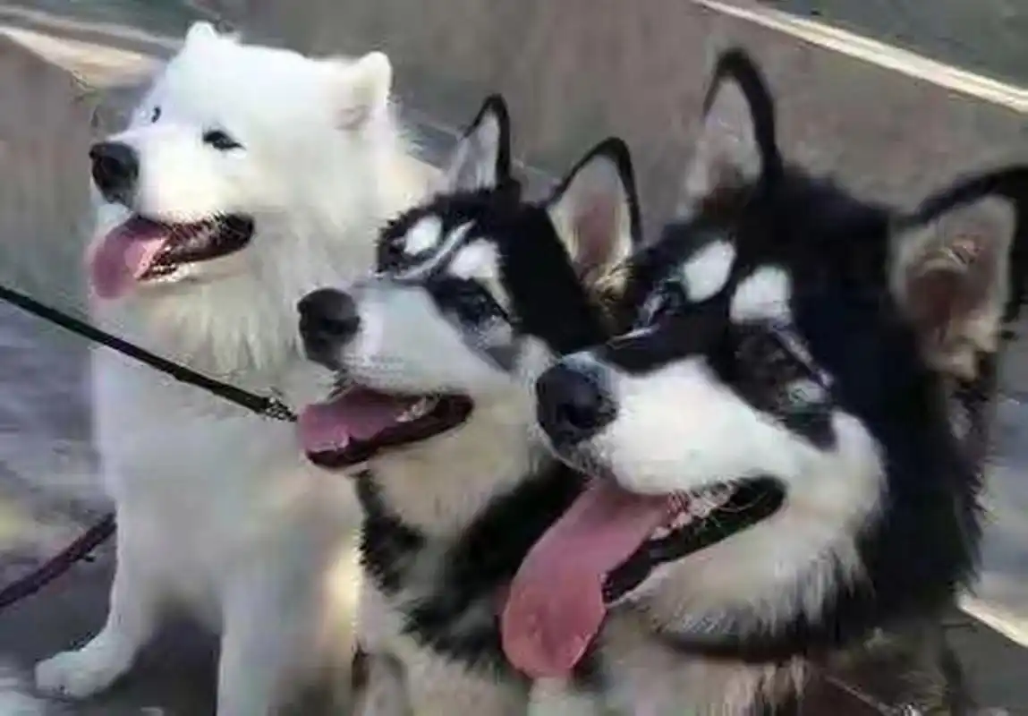 狗界"四疯三傻"有哪些?