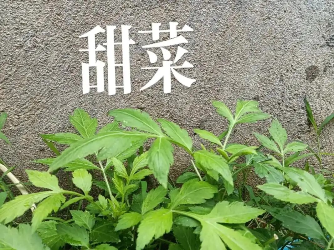 野生药材甜菜 - 抖音