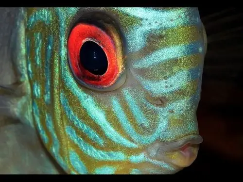 脸谱之蓝松石(七彩神仙鱼)