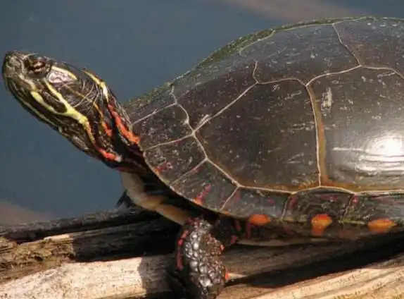 介绍东部锦龟体形特征