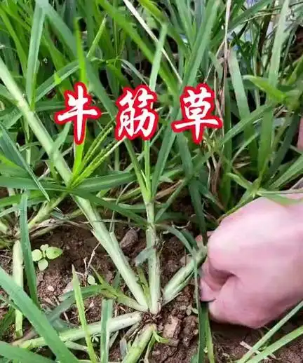 牛筋草的作用与功效牛筋草图片