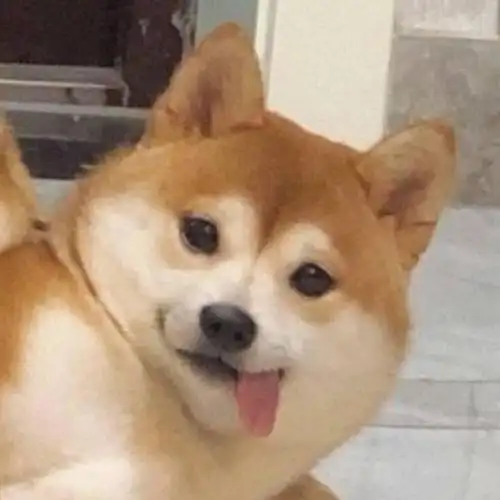 论沙雕怎么能离开我们的好朋友柴犬呢