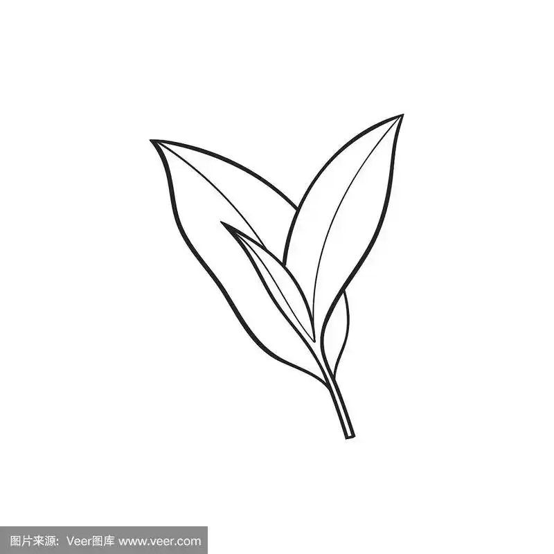矢量,枝,草图,茶叶,卡通