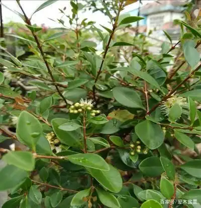 赤楠树种特质在盆景中的应用——赤楠盆景考察之二