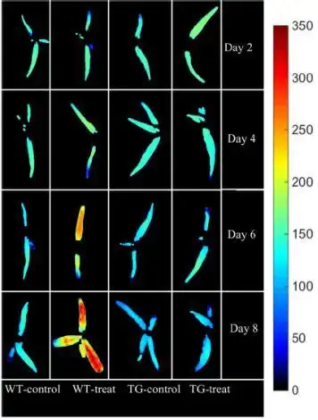 玉米高光谱成像图