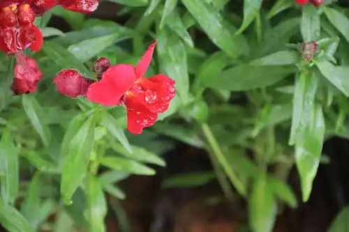 书香芦笛,别样语文