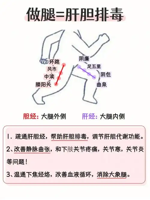 [红色心形r]做腿=肝胆排du[一r]疏通肝胆经,帮助肝胆排du,调节肝胆