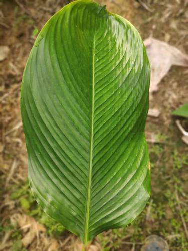 粽叶肇庆特产裹蒸新鲜采摘柊叶冬叶大粽子叶其它