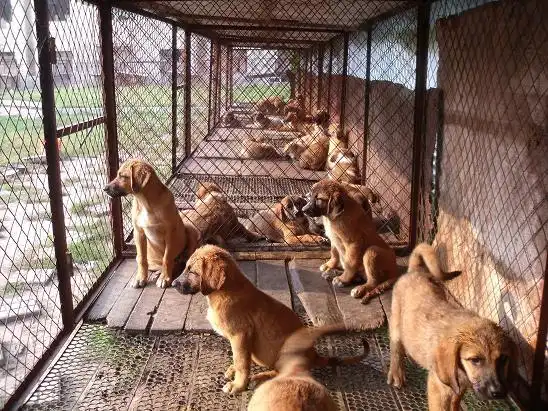 肉狗养殖效益好找万翔