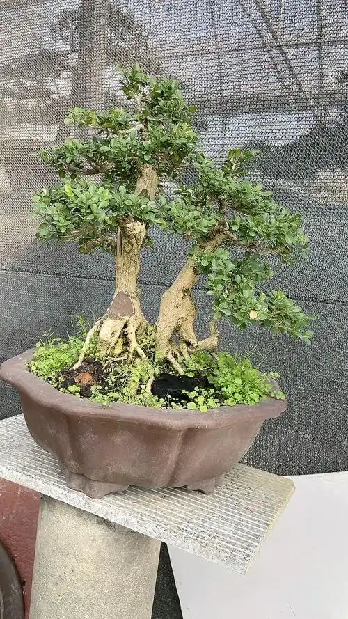 一本三杆瓜子黄杨,经过调整,又是一颗好树!-度小视