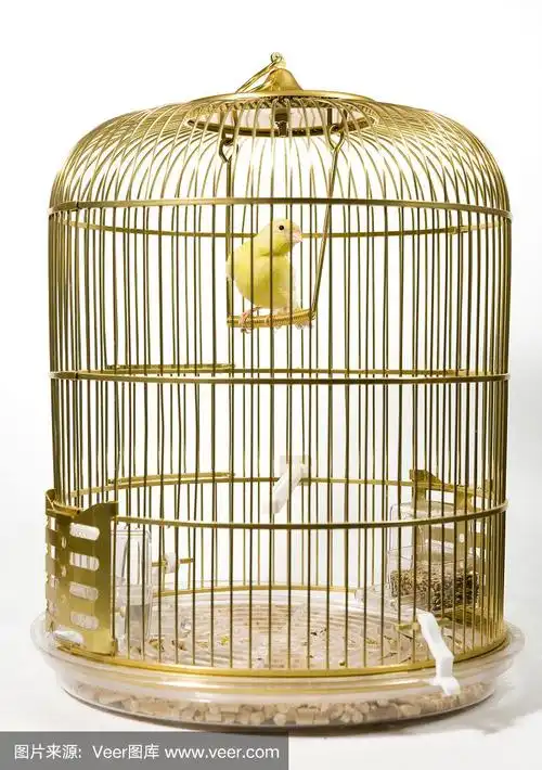 笼子里的金丝雀