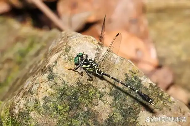 世界十大稀有的蜻蜓,十大珍贵蜻蜓品种_畜牧知识_中睿百科网