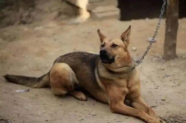 从北方的满卢犬到南方的贲都犬,中华土狗在不同地区有不同的分布,并