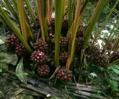 草果多少钱一斤草果