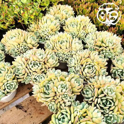 格林多肉图片多肉格林图片大全