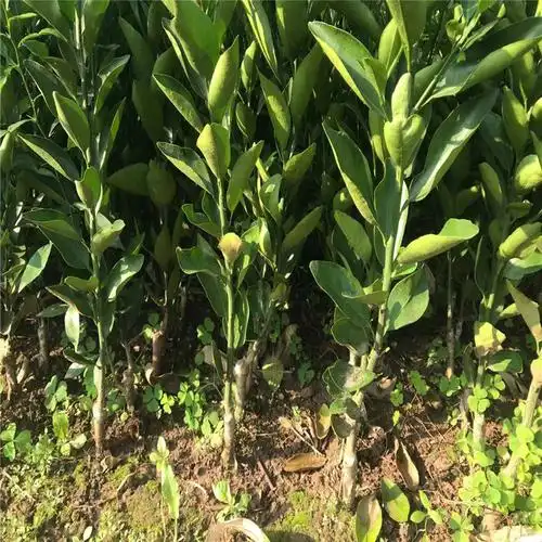 媛红椪柑 红柑橘苗出售红柑橘苗 媛红椪柑苗_其他果树苗木_果树苗木