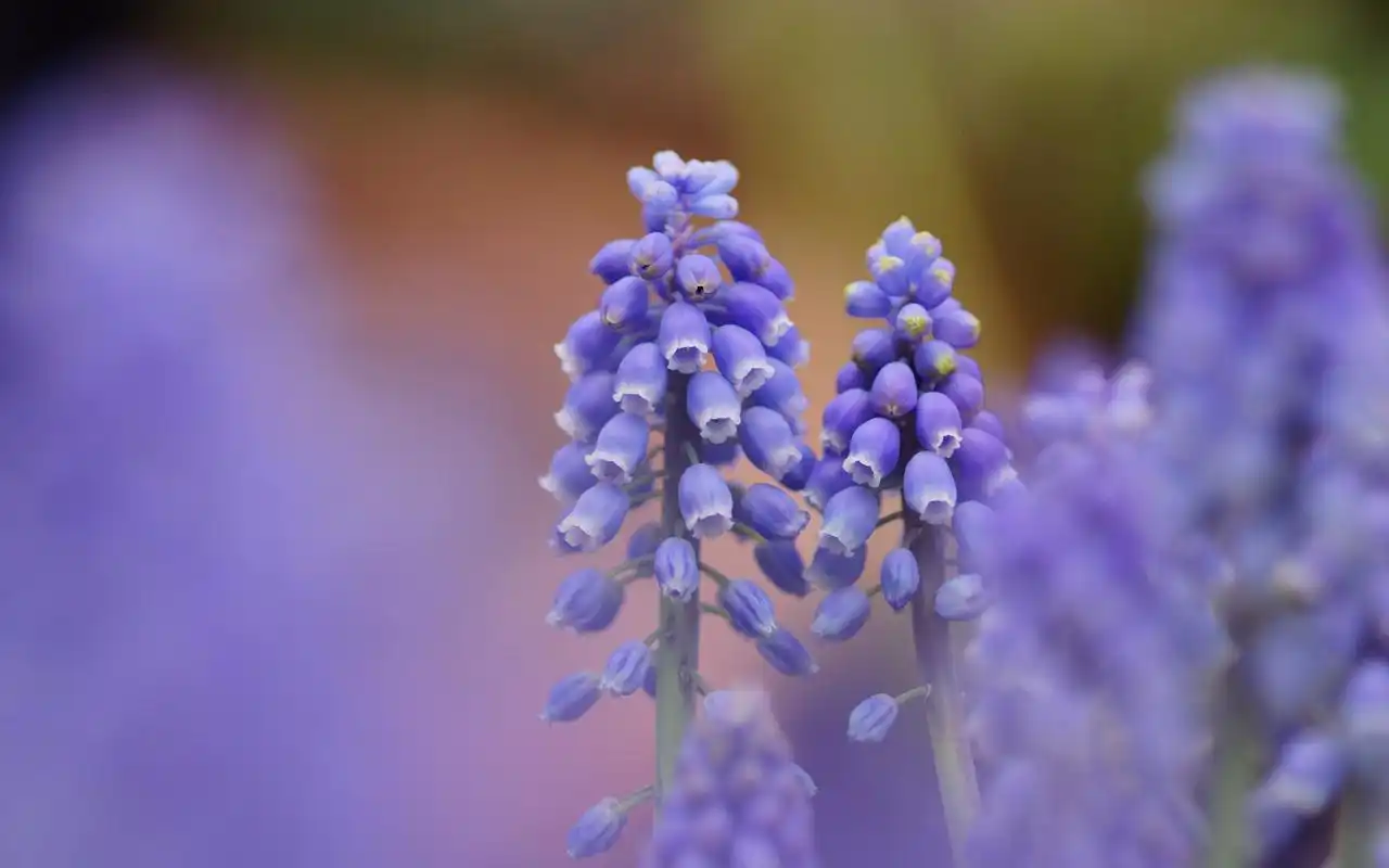 大自然清新唯美好看的风信子图片合集电脑桌面壁纸下载