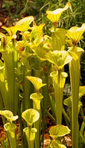 yellow pitcher plant