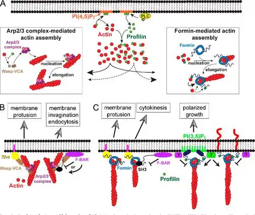 cytoskeletal dynamics: a view from the membrane