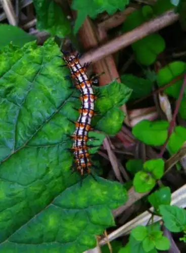 请问这是什么虫?