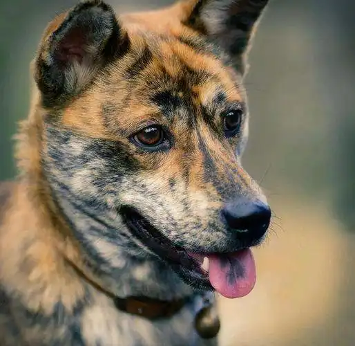 小知识:在家养虎斑狗人少的原因分析(虎斑犬为什么不受欢迎)-图6