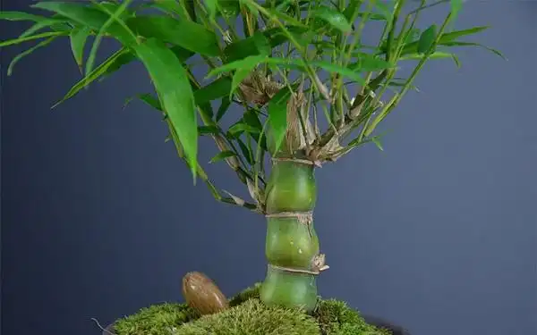 罗汉竹的养殖方法是什么 怎么养才好看