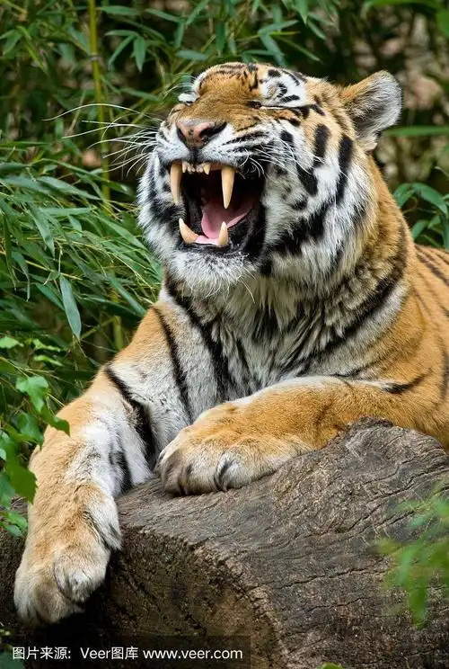 咆哮的老虎
