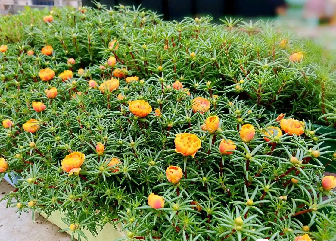 太阳花 - 热门商品专区