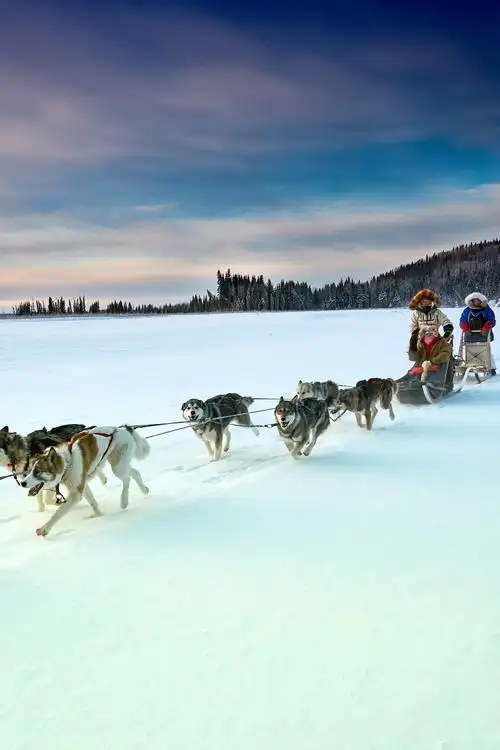 阿拉斯加荒野狗拉雪橇体验