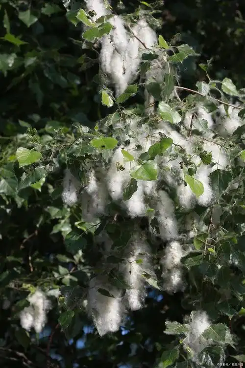 杨絮是花还是种子?