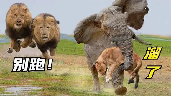 狮子vs大象:两头食物链最顶级动物展开生死大战,场面异常壮观!