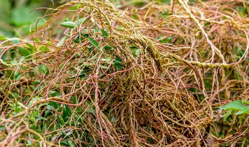 菟丝子能补阳又能益阴但并不适合所有的人