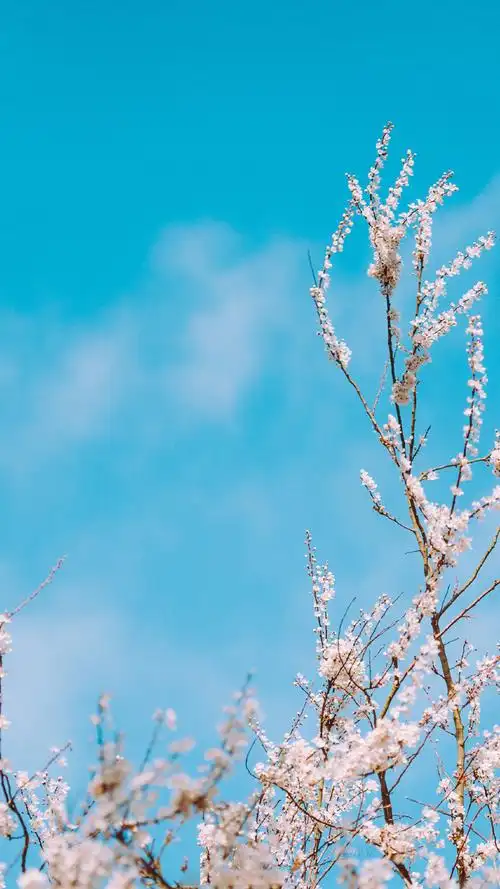 唯美好看的樱花高清图片手机壁纸