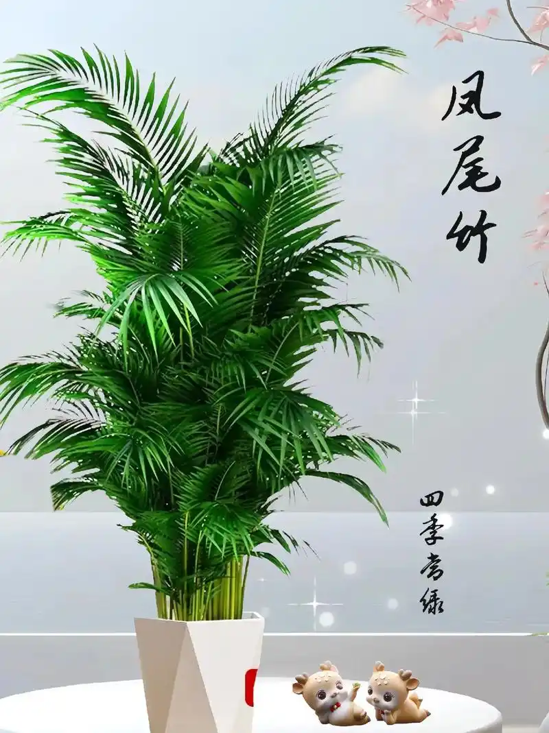 凤尾竹也叫散尾葵,四季常绿,翠绿润眼,净化空气,吸附甲醛,排放客厅