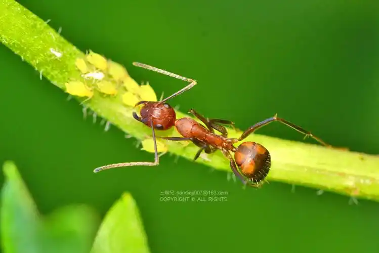 白蚁——念珠状触角在生活史上,白蚁和蚂蚁也不相同,白蚁不会化蛹,而
