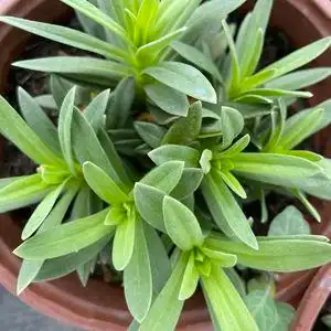 云南基地满天星伊洛斯鲜切花重瓣种苗阳台庭院多年生花卉盆栽绿植