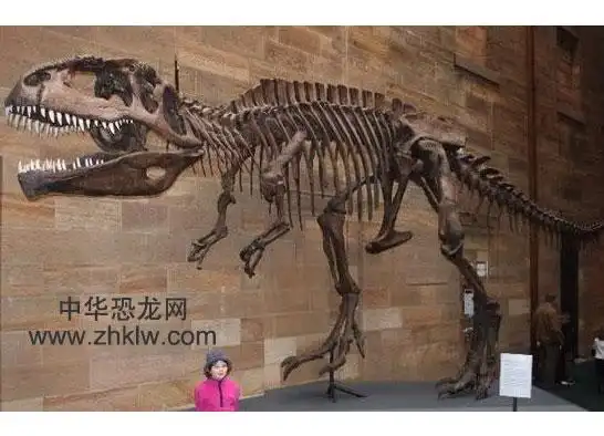 南方巨兽龙化石