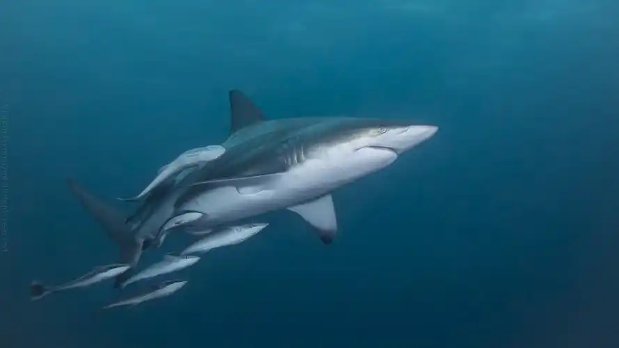壁纸 鲨鱼和小鲨鱼 1920x1200 hd 高清壁纸, 图片, 照片