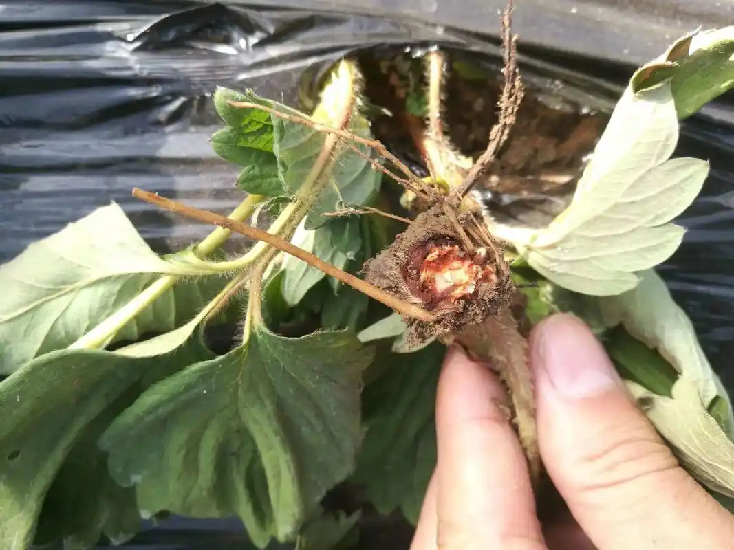 草莓炭疽根腐病防治建议.一,草莓炭疽根腐病  1,病 原 炭 - 抖音
